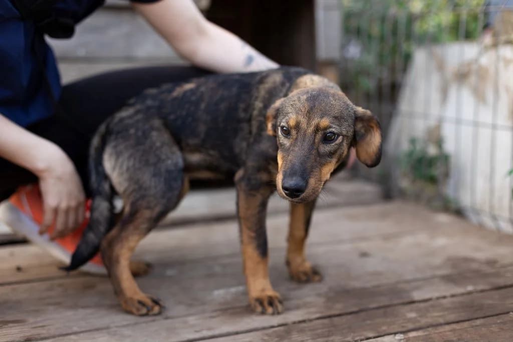 Erin, schwarz female puppy Mixed Breed for adoption at Ein Herz für Streuner e.V., München