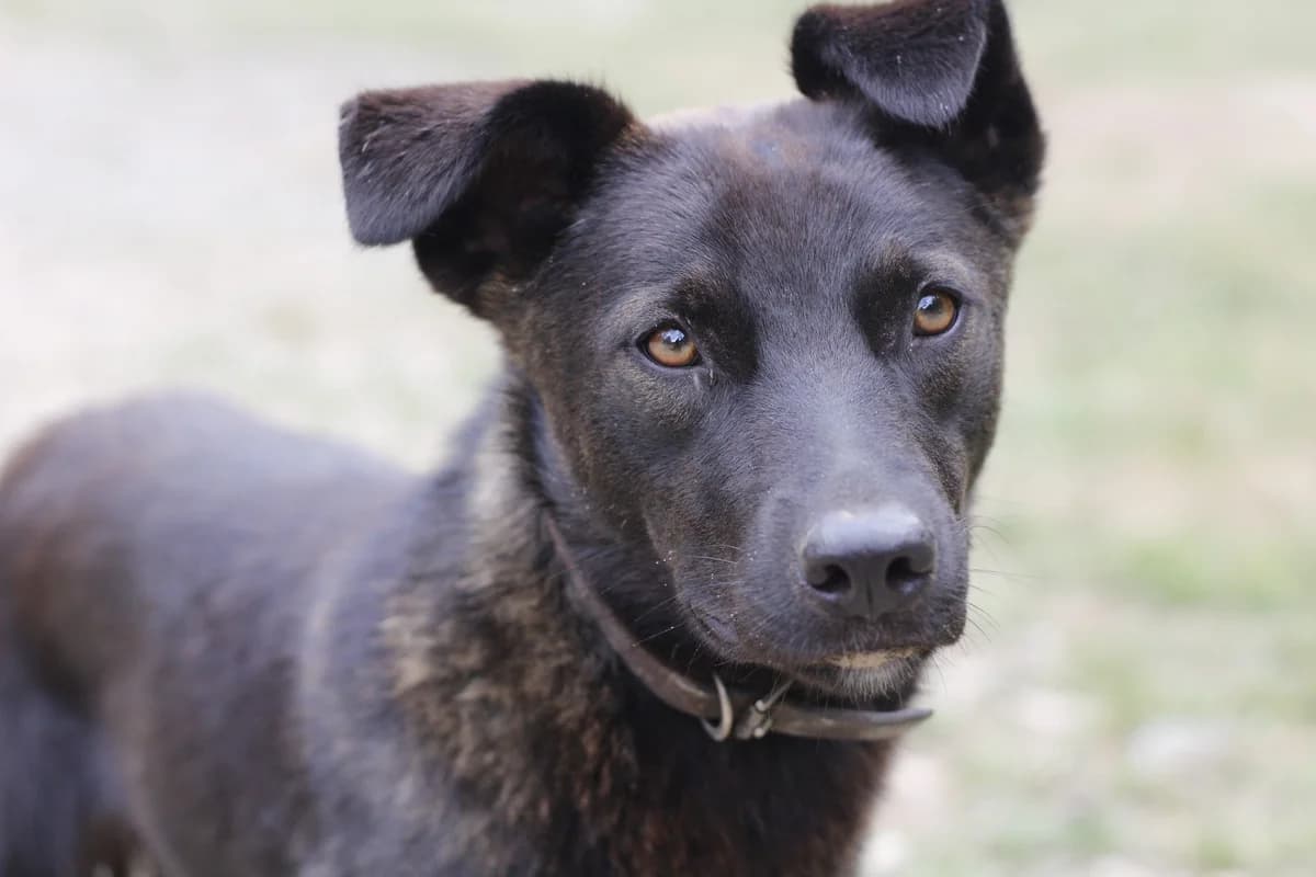 Erja, schwarz female 4yo Mixed Breed for adoption at Ein Herz für Streuner e.V., München