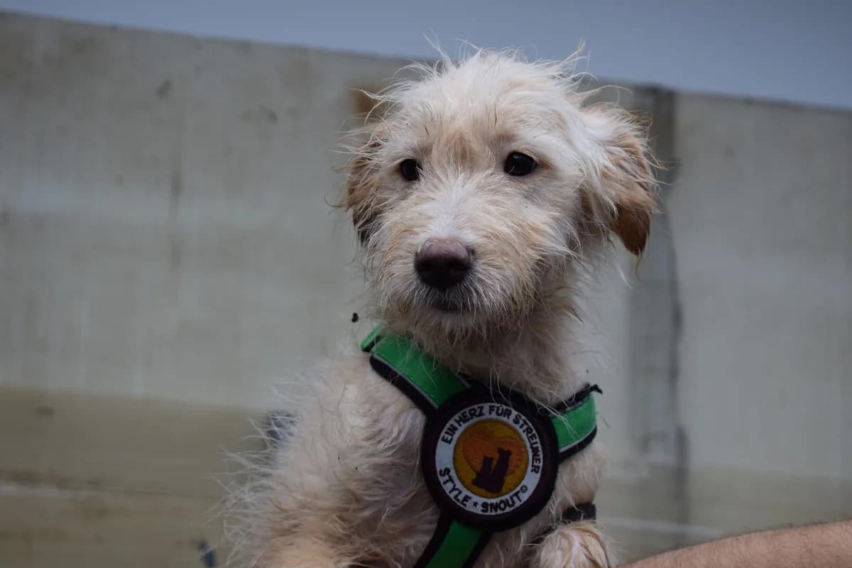 Erna, female puppy Mixed Breed for adoption at Ein Herz für Streuner e.V., München