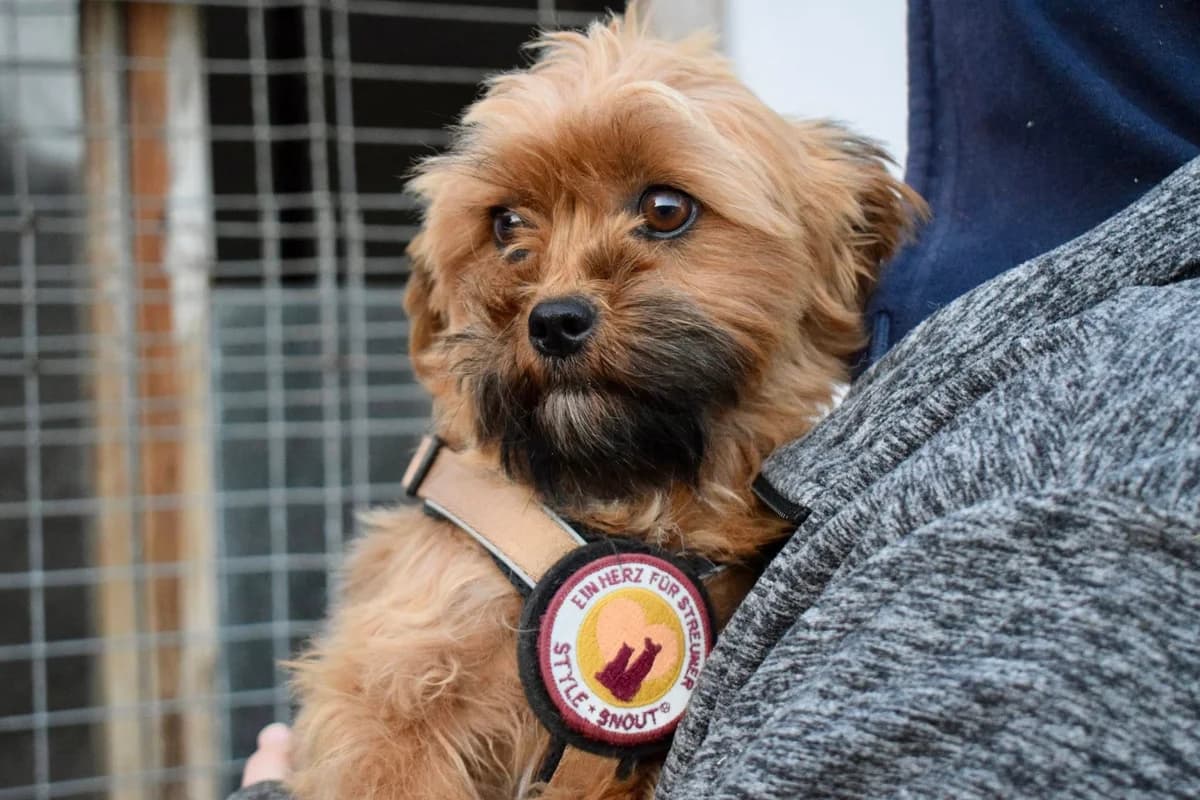 Erna, female puppy Mixed Breed for adoption at Ein Herz für Streuner e.V., München