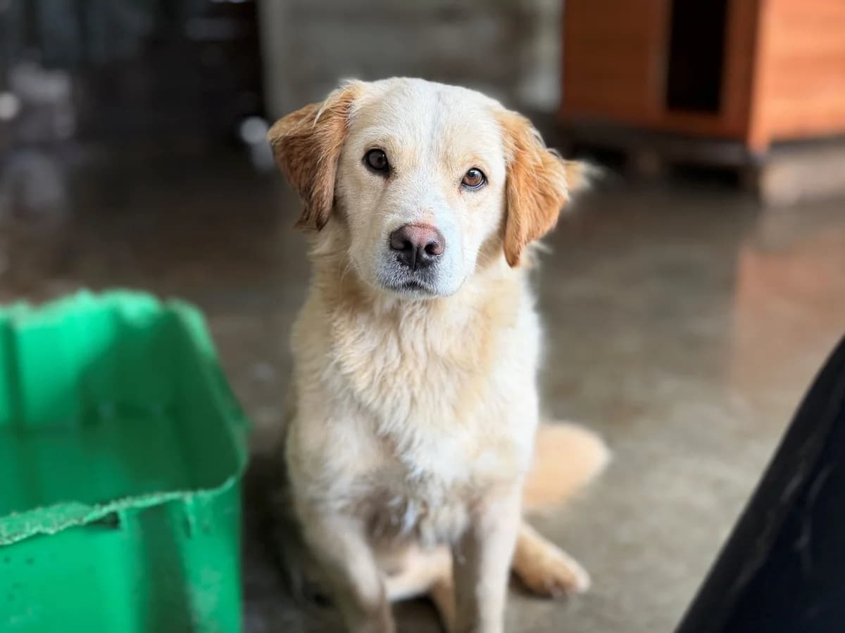 Erna, golden female young Mixed Breed for adoption at Ein Herz für Streuner e.V., München
