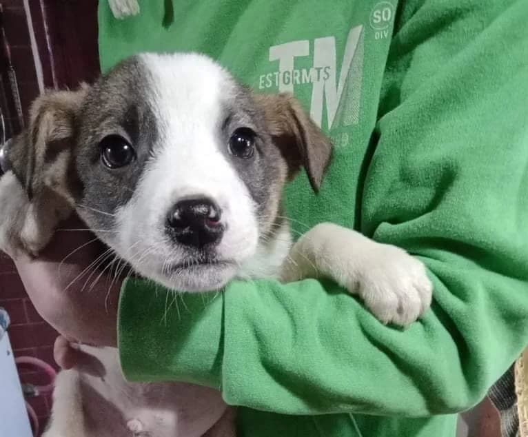 Ernesto, male puppy Mixed Breed for adoption at Ein Herz für Streuner e.V., München