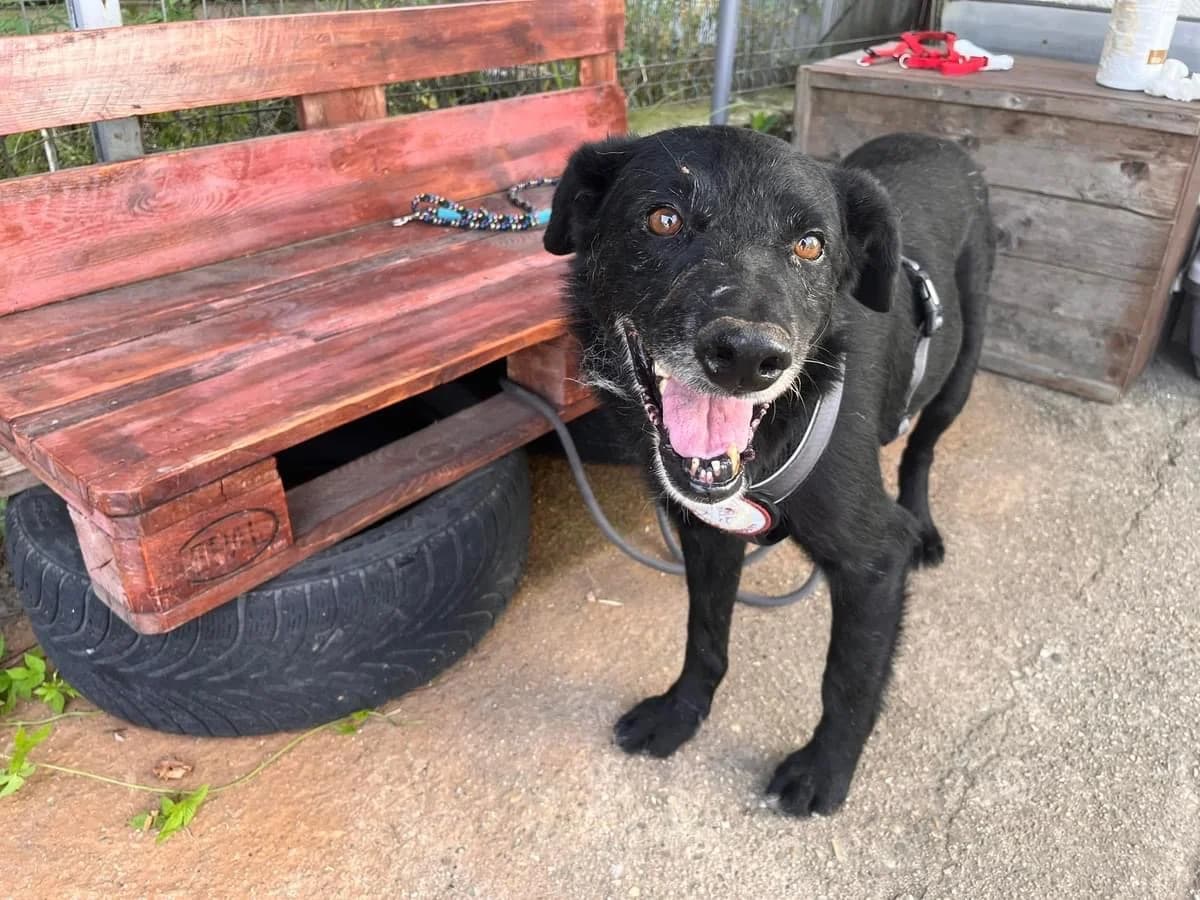 Ernie, male senior Mixed Breed for adoption at Ein Herz für Streuner e.V., München