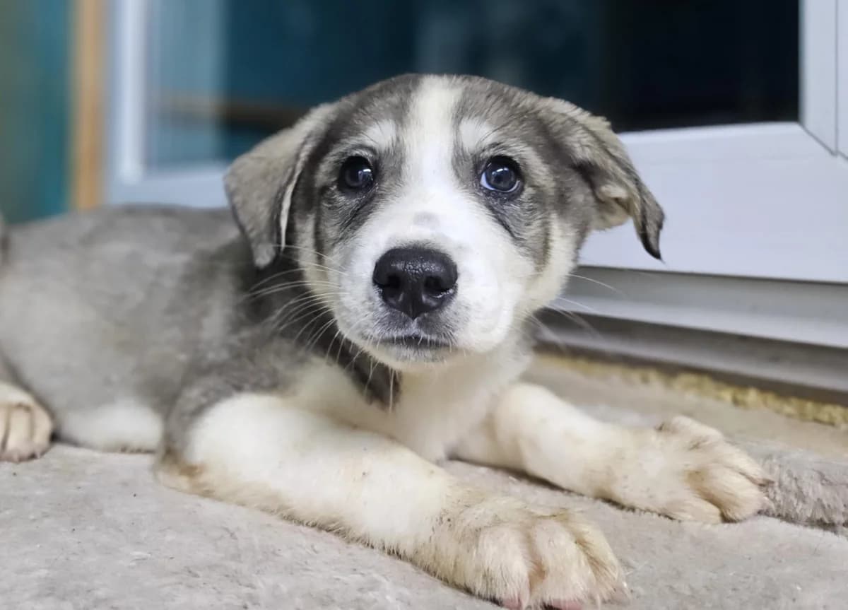 Ernie, male puppy Mixed Breed for adoption at Ein Herz für Streuner e.V., München