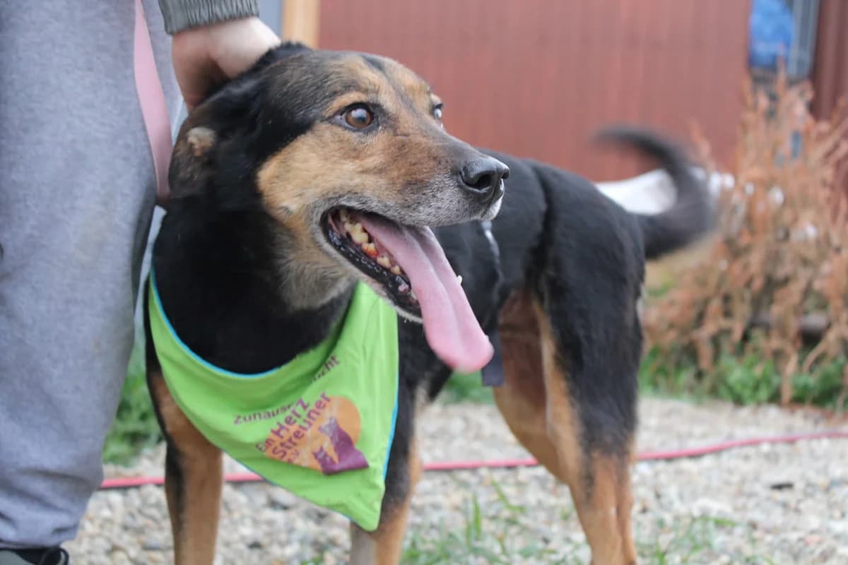 Ernie, male 6yo Mixed Breed for adoption at Ein Herz für Streuner e.V., München