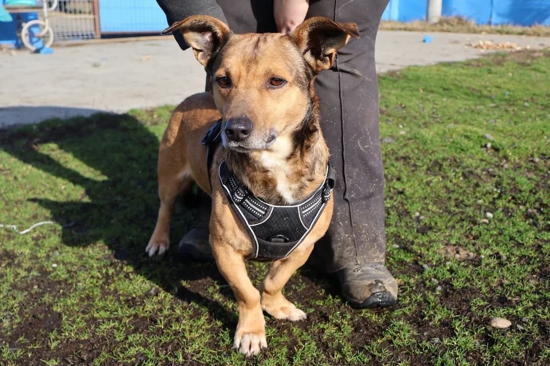 Ernie, weiß male 5yo Mixed Breed for adoption at Ein Herz für Streuner e.V., München