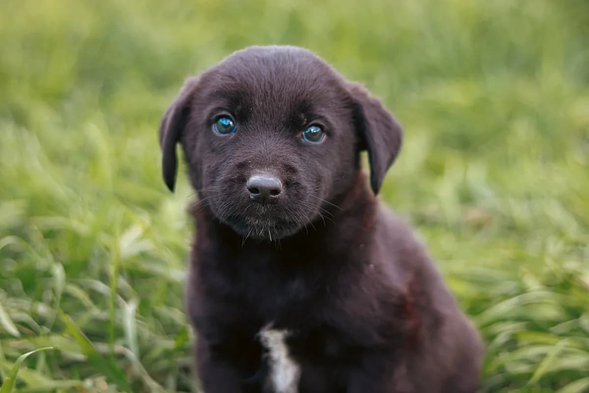 Eros, weiß male puppy Mixed Breed for adoption at Ein Herz für Streuner e.V., München
