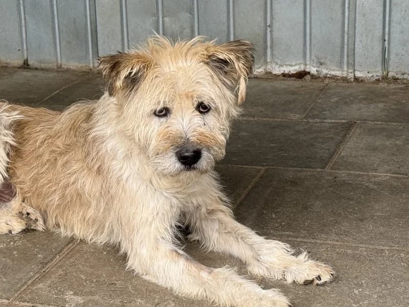 Erwin, male senior Mixed Breed for adoption at Ein Herz für Streuner e.V., München