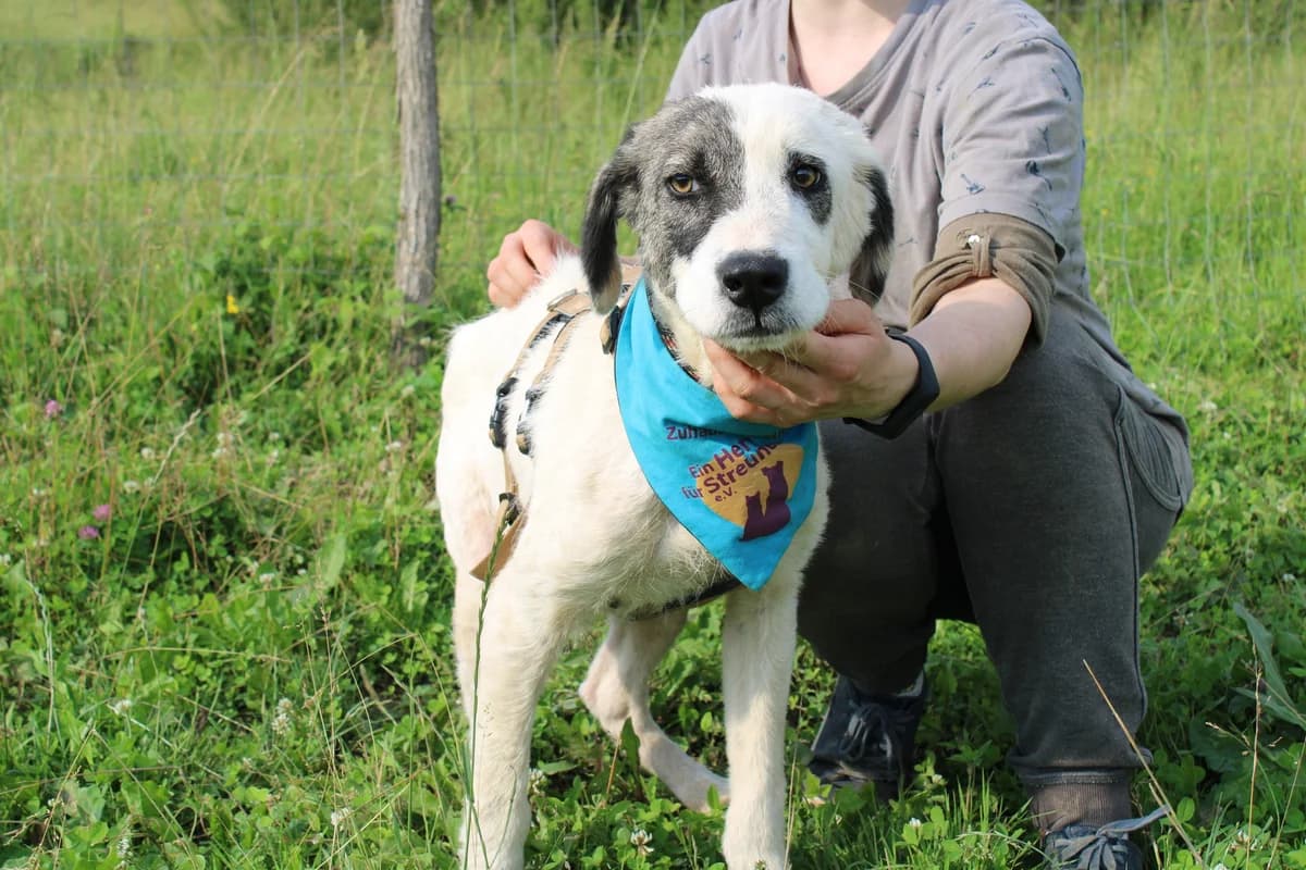 Erwin, male 5yo Mixed Breed for adoption at Ein Herz für Streuner e.V., München