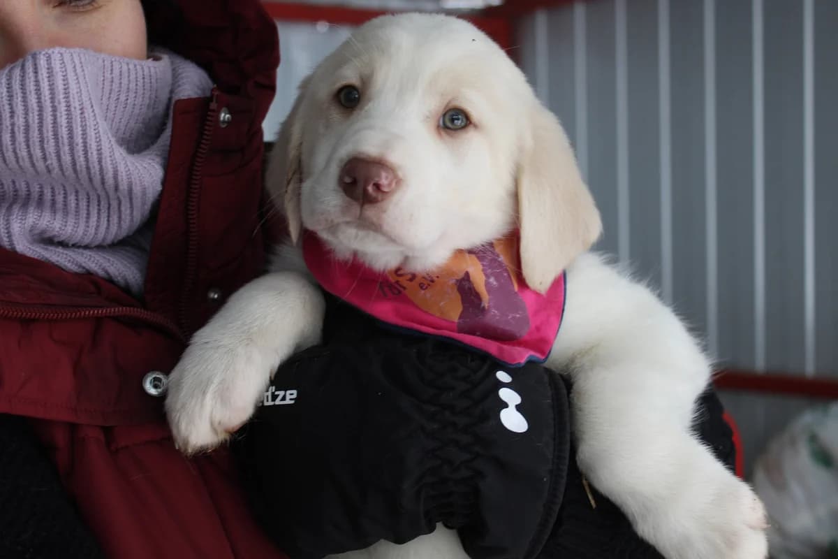 Escada, weiß female puppy Mixed Breed for adoption at Ein Herz für Streuner e.V., München