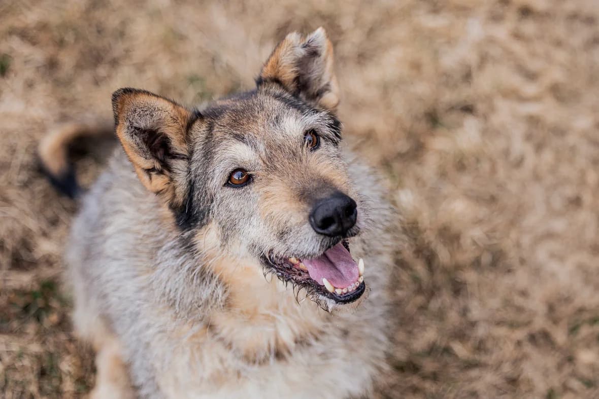 Esma, female senior Mixed Breed for adoption at Ein Herz für Streuner e.V., München