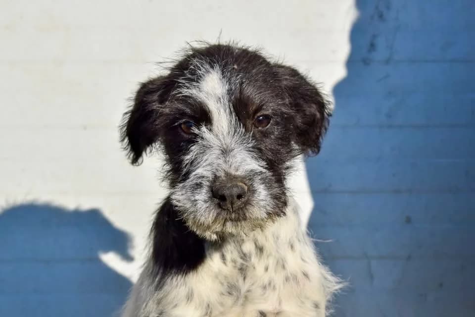 Esme, female puppy Mixed Breed for adoption at Ein Herz für Streuner e.V., München