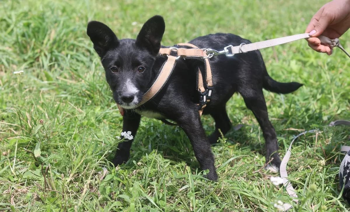 Esme, schwarz female puppy Mixed Breed for adoption at Ein Herz für Streuner e.V., München