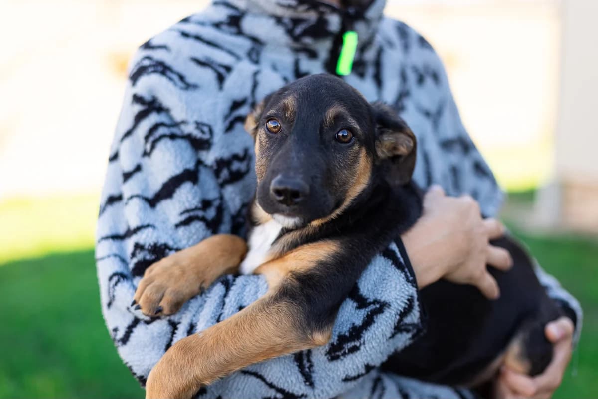 Esmee, weiß female puppy Mixed Breed for adoption at Ein Herz für Streuner e.V., München