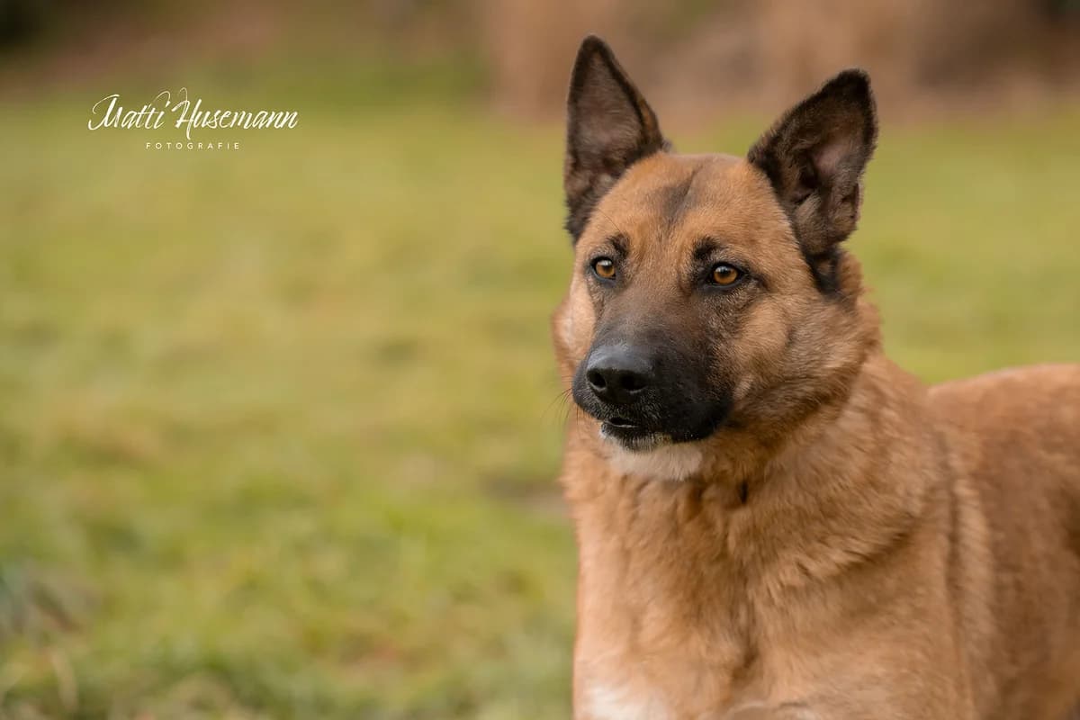 Estefania, female 5yo Mixed Breed for adoption at Ein Herz für Streuner e.V., München