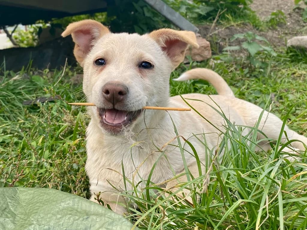 Estelle, female puppy Mixed Breed for adoption at Ein Herz für Streuner e.V., München