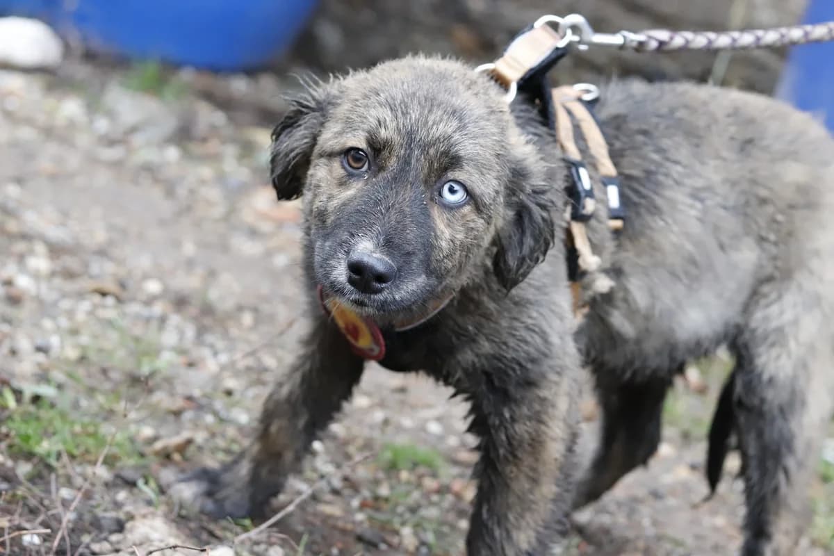 Estonia, female puppy Mixed Breed for adoption at Ein Herz für Streuner e.V., München