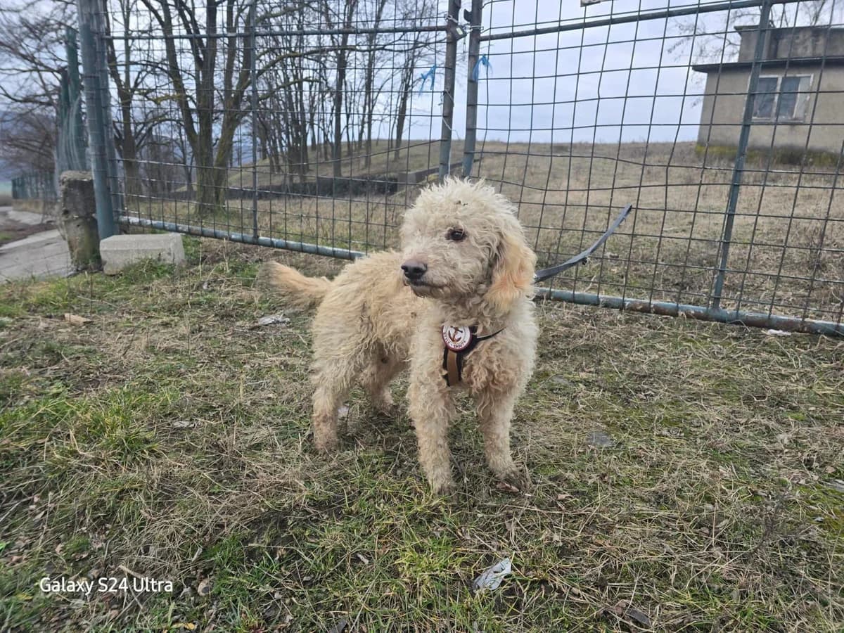 Etienne, male 4yo Mixed Breed for adoption at Ein Herz für Streuner e.V., München