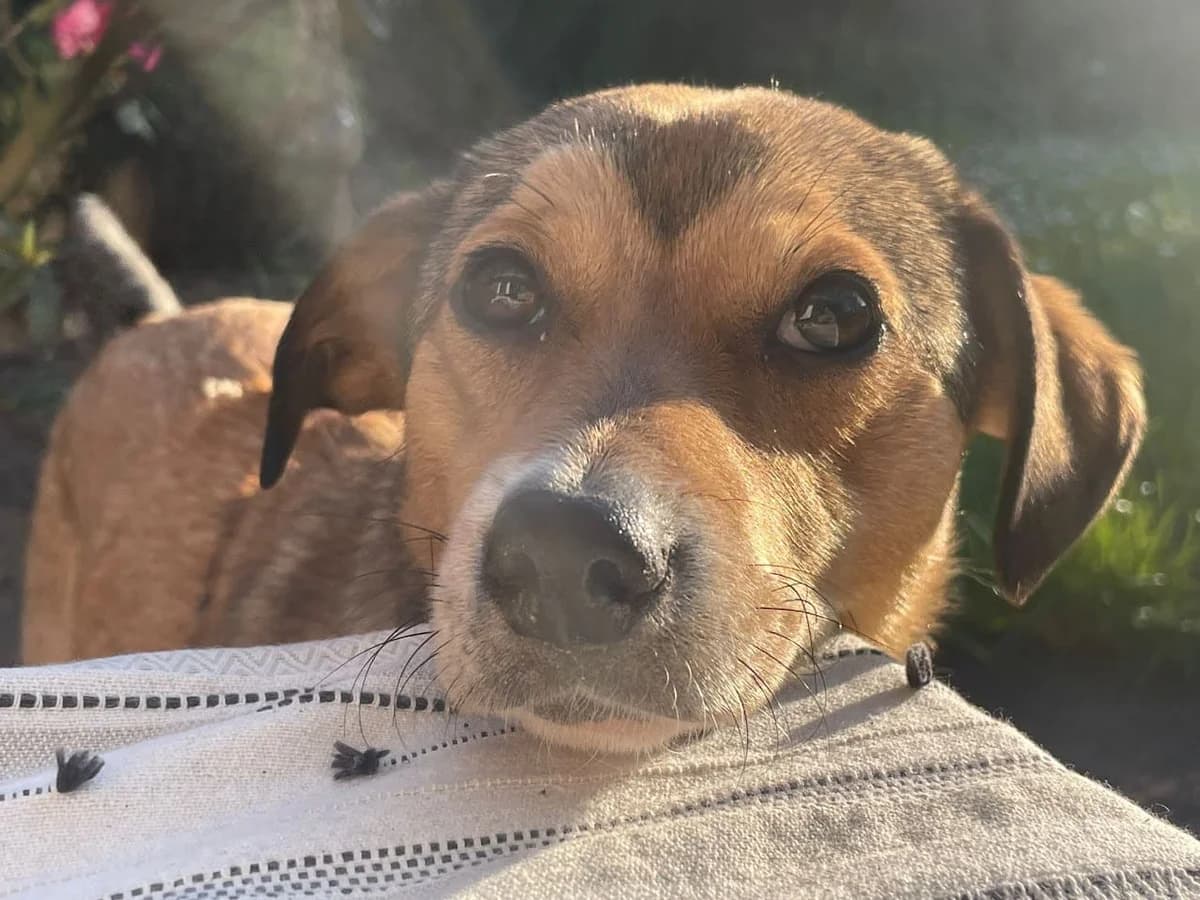 Ettje, female 5yo Mixed Breed for adoption at Ein Herz für Streuner e.V., München