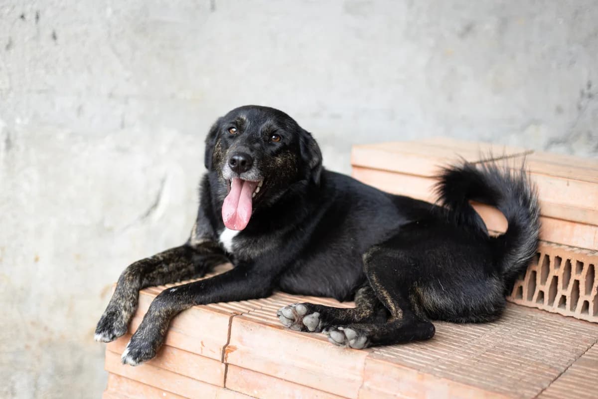 Etu, male young Mixed Breed for adoption at Ein Herz für Streuner e.V., München