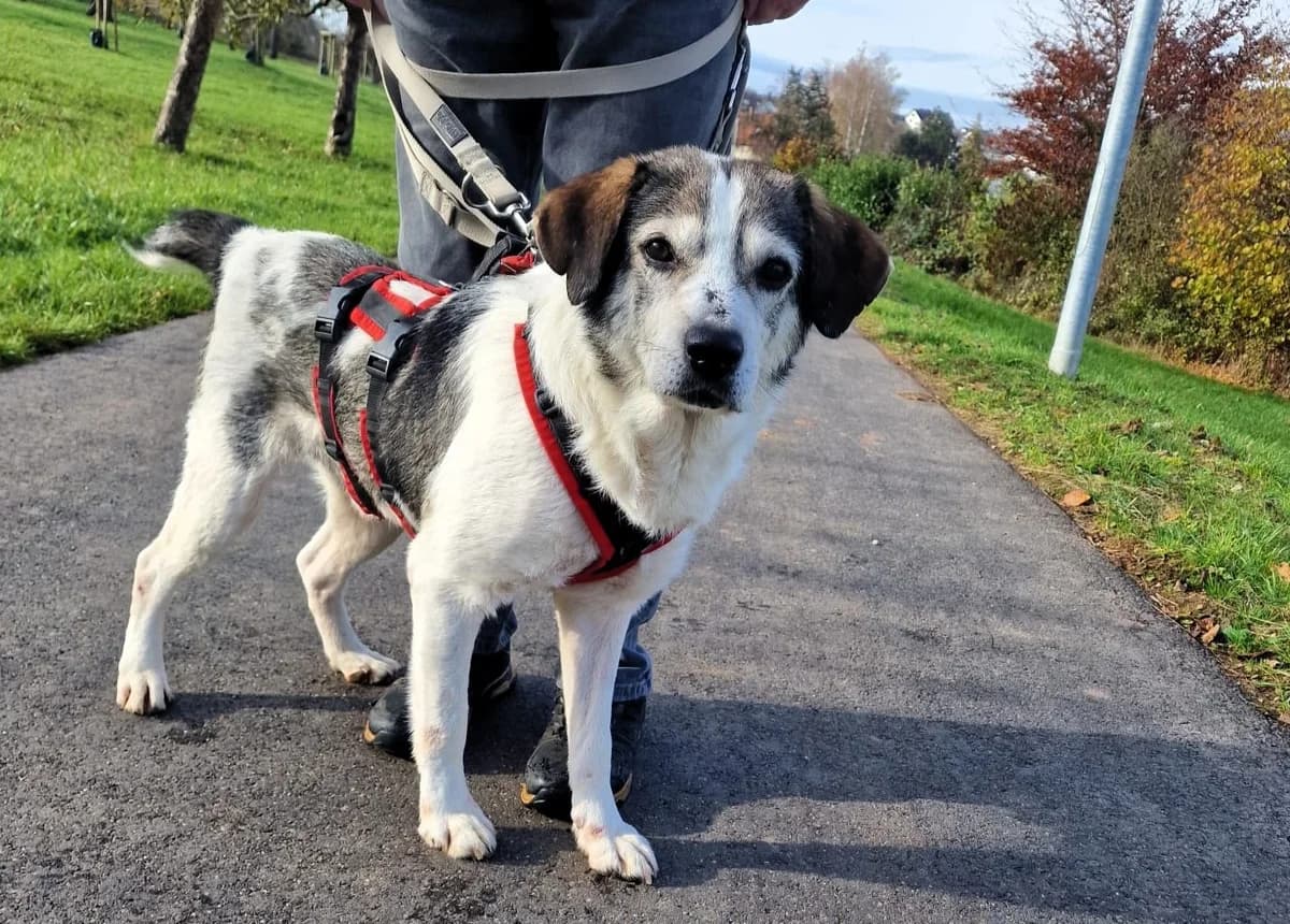 Eumel, male senior Mixed Breed for adoption at Ein Herz für Streuner e.V., München
