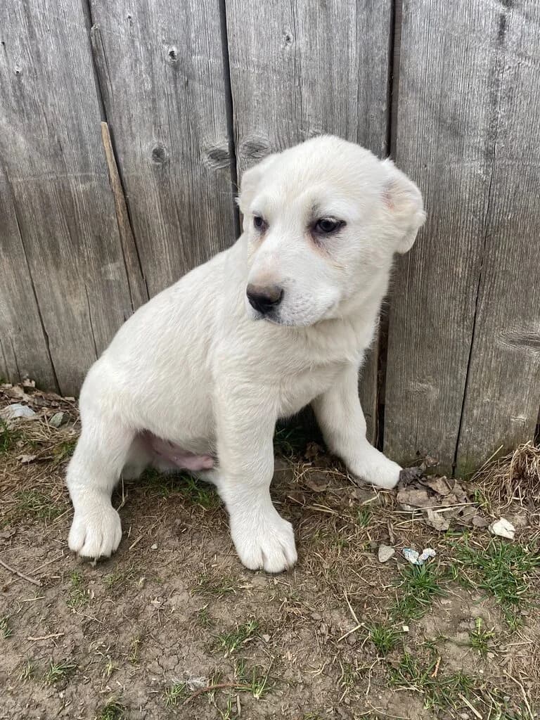Eumel, male puppy Mixed Breed for adoption at Ein Herz für Streuner e.V., München
