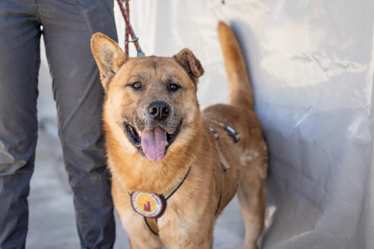 Evander, male senior Mixed Breed for adoption at Ein Herz für Streuner e.V., München