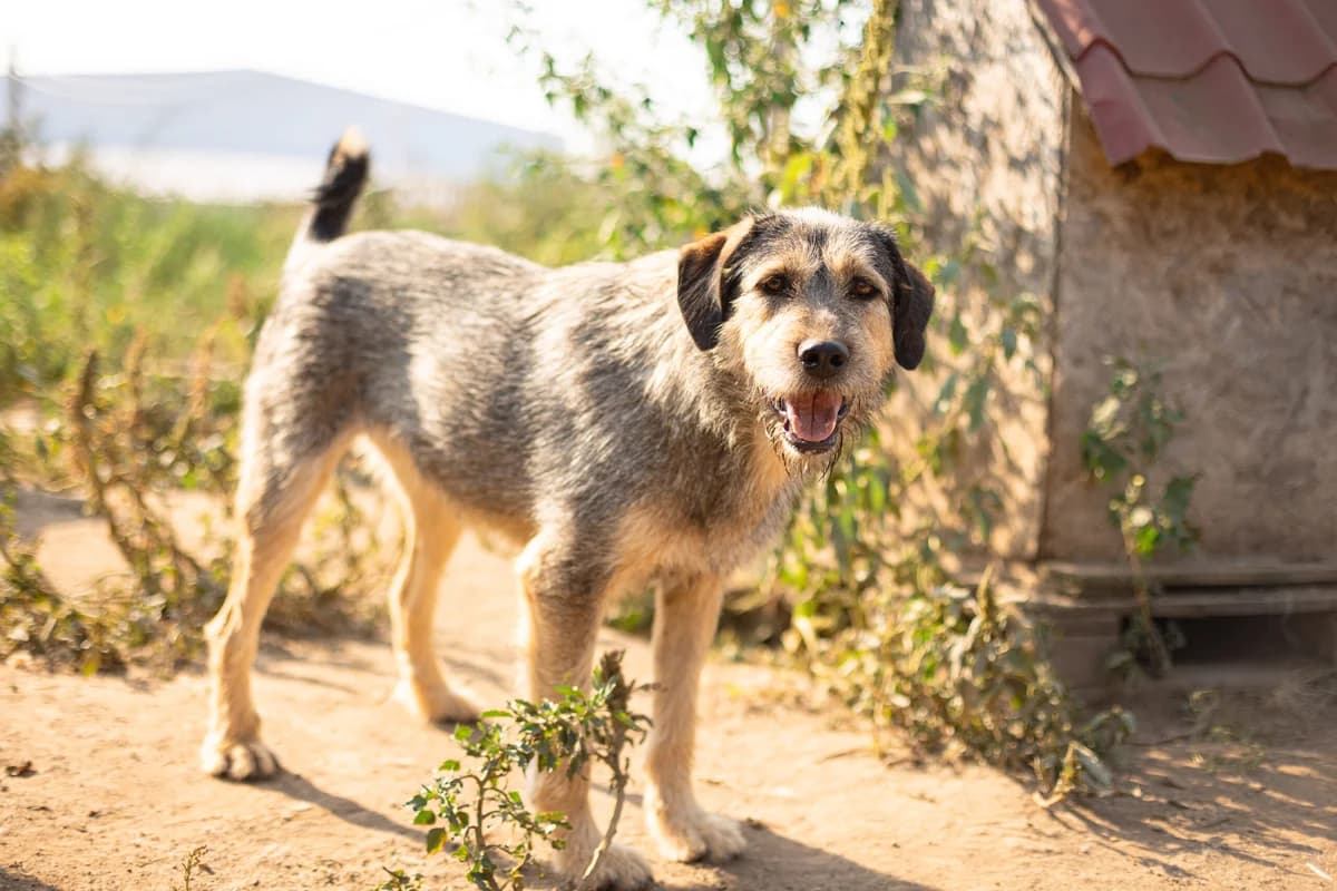 Eve, female 5yo Mixed Breed for adoption at Ein Herz für Streuner e.V., München