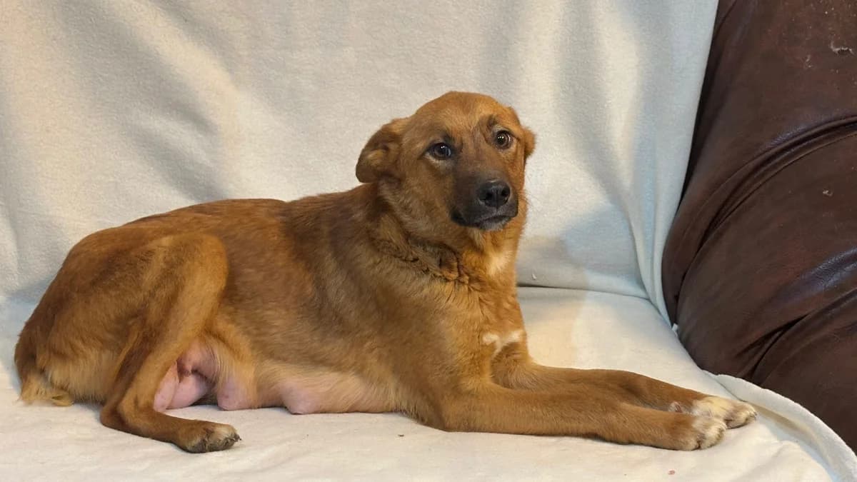 Evi, rot female 5yo Mixed Breed for adoption at Ein Herz für Streuner e.V., München