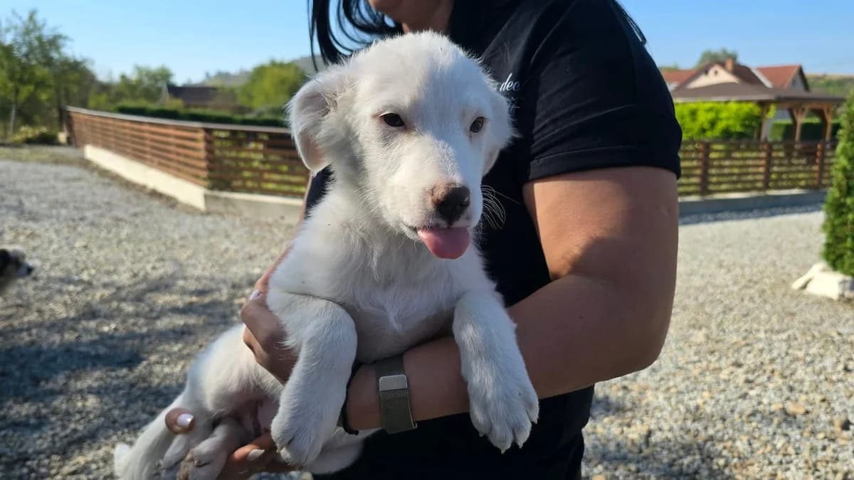 Evie, female puppy Mixed Breed for adoption at Ein Herz für Streuner e.V., München