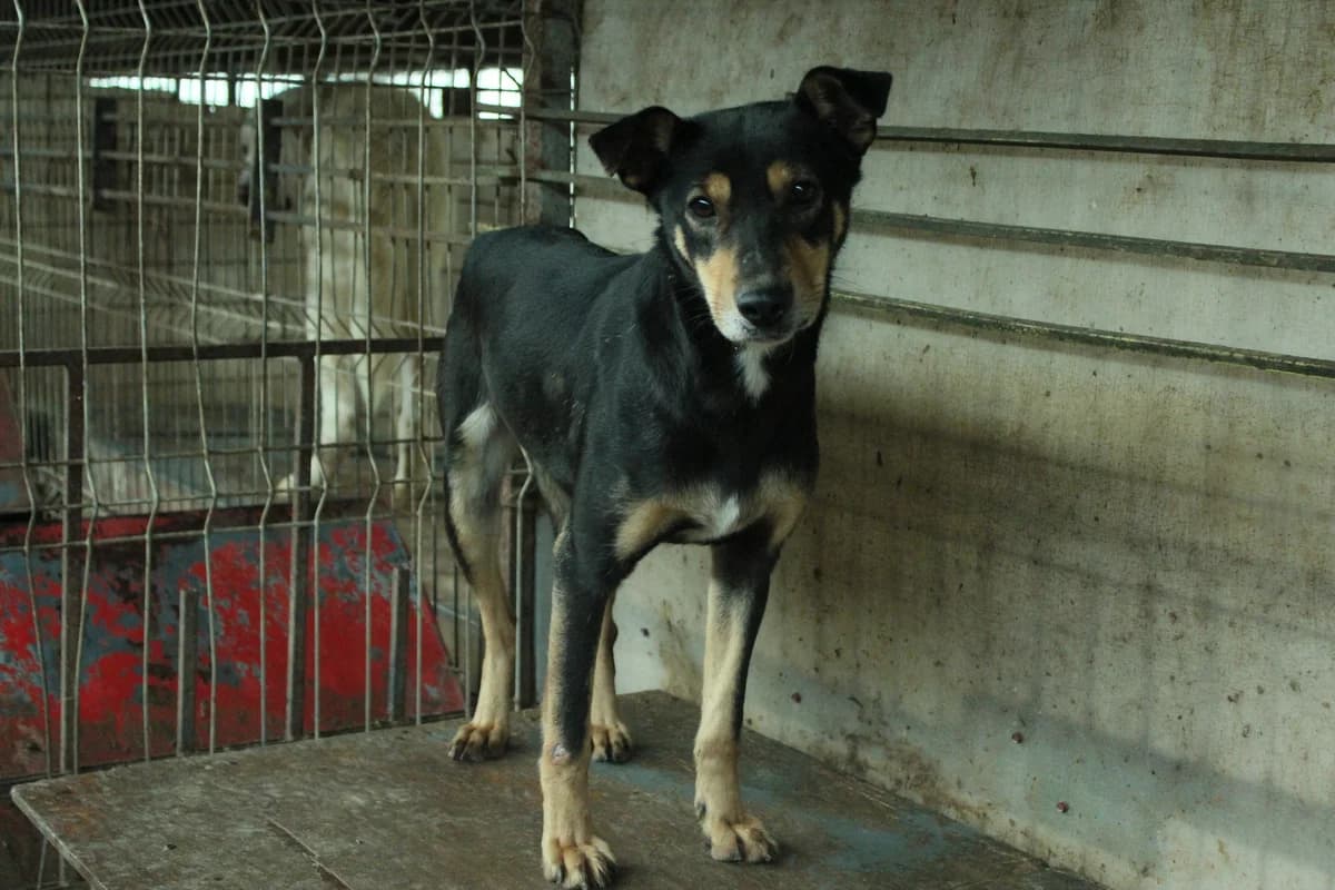 Evina, female 5yo Mixed Breed for adoption at Ein Herz für Streuner e.V., München
