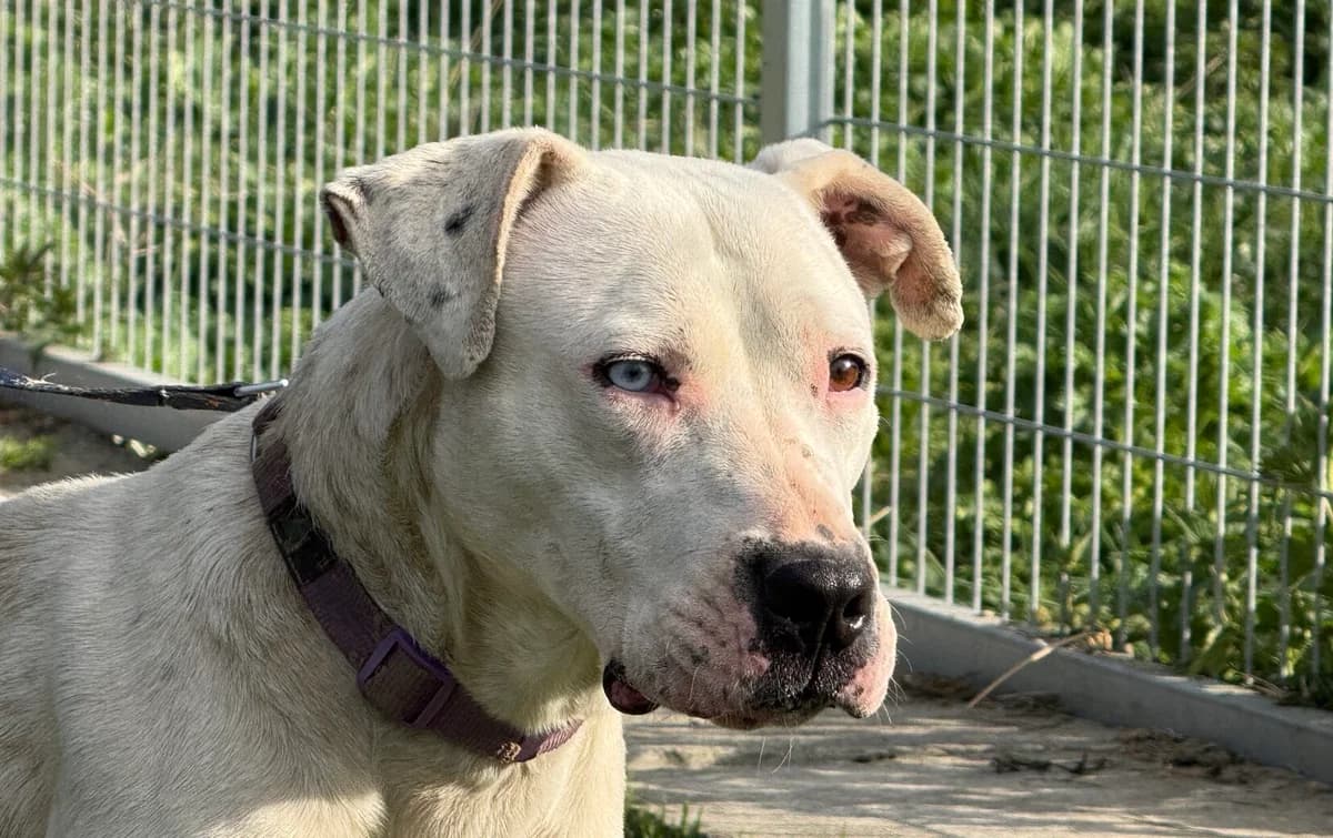 Evita, weiß female 7yo Mixed Breed for adoption at Ein Herz für Streuner e.V., München