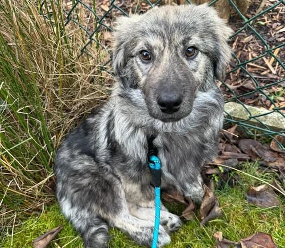 Evren, male puppy Mixed Breed for adoption at Ein Herz für Streuner e.V., München