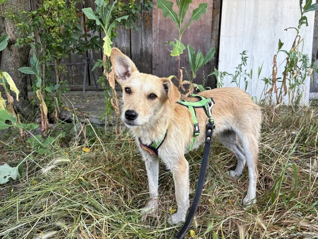 Evy, creme female young Mixed Breed for adoption at Ein Herz für Streuner e.V., München