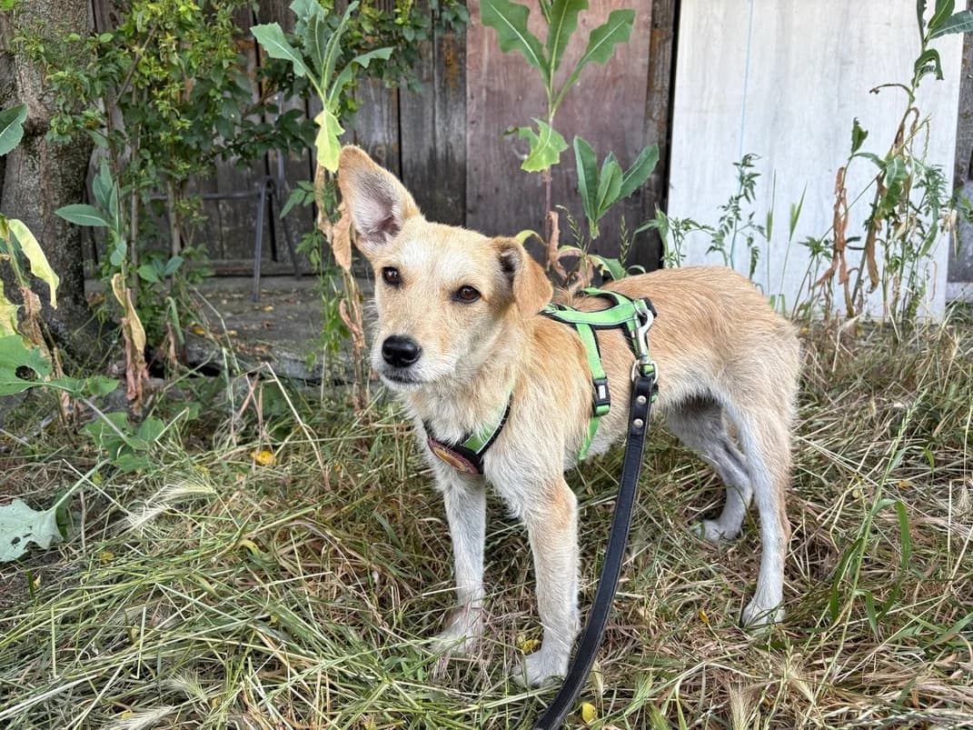 Evy, creme female young Mixed Breed for adoption at Ein Herz für Streuner e.V., München