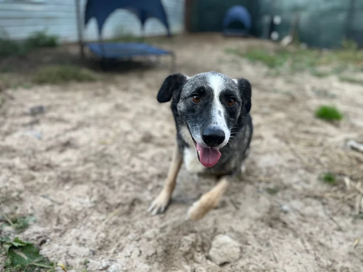 Ewa, female 5yo Mixed Breed for adoption at Ein Herz für Streuner e.V., München