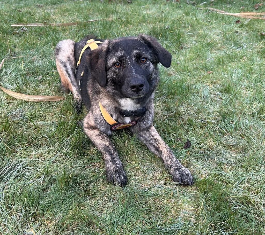 Ewa, female young Mixed Breed for adoption at Ein Herz für Streuner e.V., München