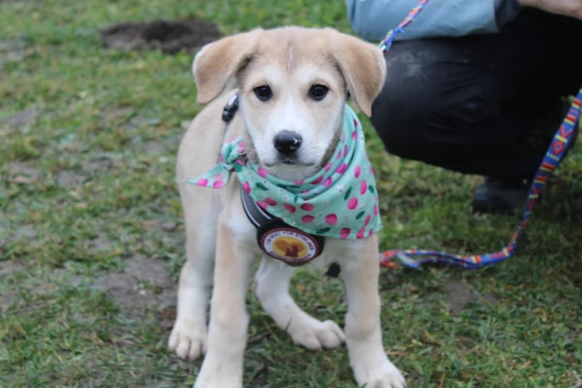 Ewi, weiß female puppy Mixed Breed for adoption at Ein Herz für Streuner e.V., München