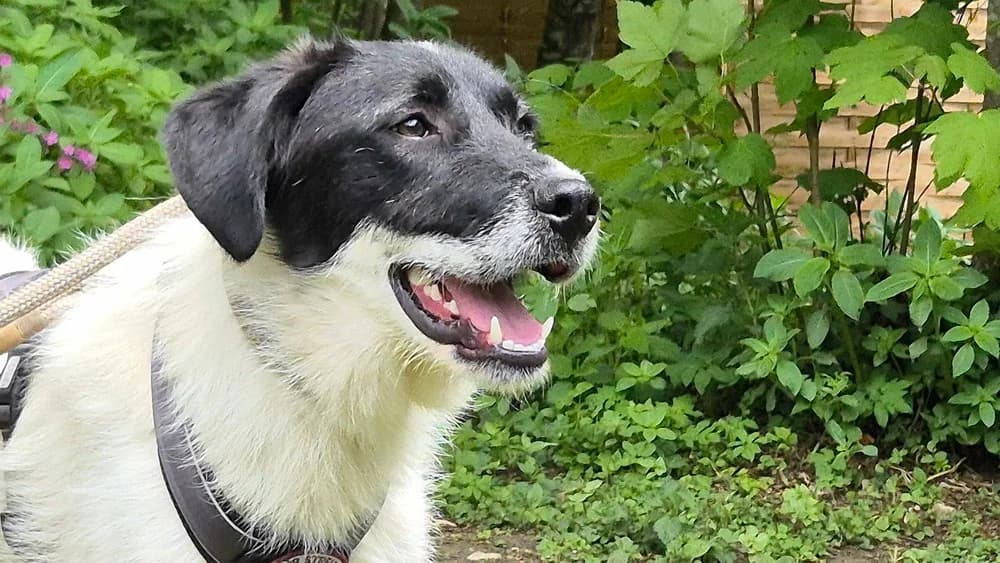 Ezra, male young Mixed Breed for adoption at Ein Herz für Streuner e.V., München
