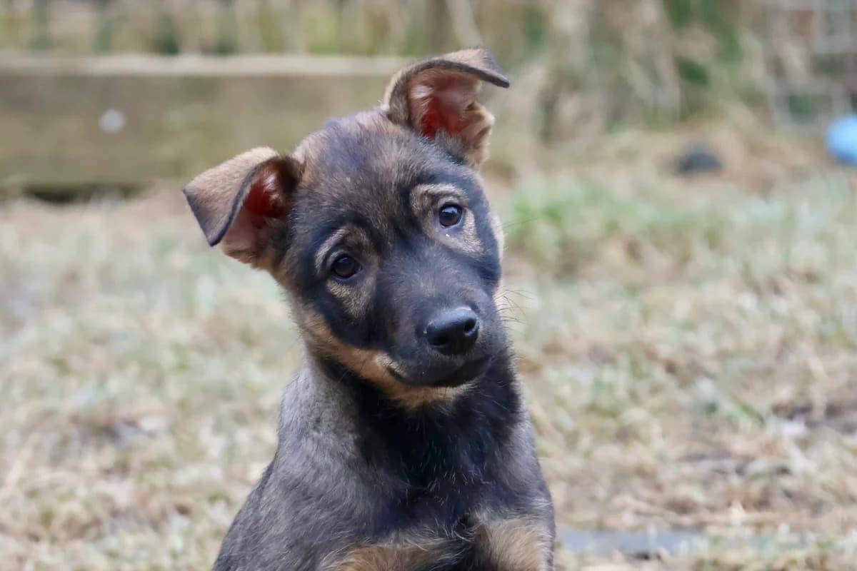 Fabio, male puppy Mixed Breed for adoption at Ein Herz für Streuner e.V., München