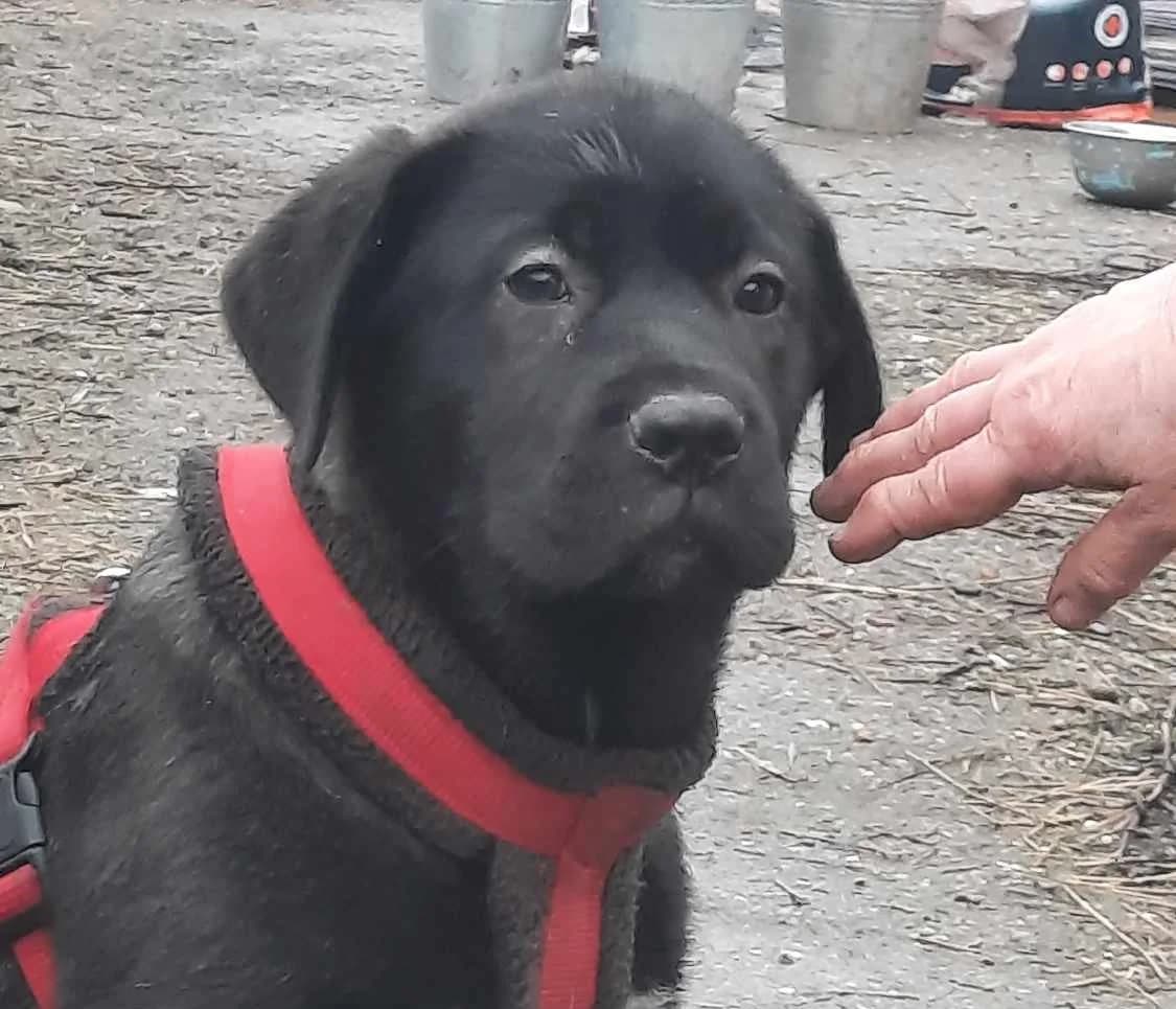Fabrice, female puppy Mixed Breed for adoption at Ein Herz für Streuner e.V., München
