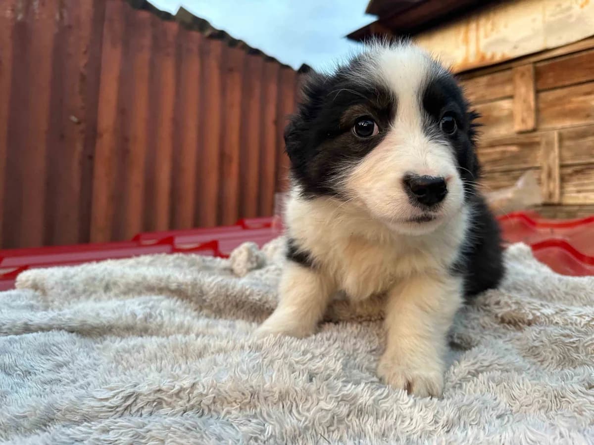 Fabulous Anne, female puppy Mixed Breed for adoption at Ein Herz für Streuner e.V., München