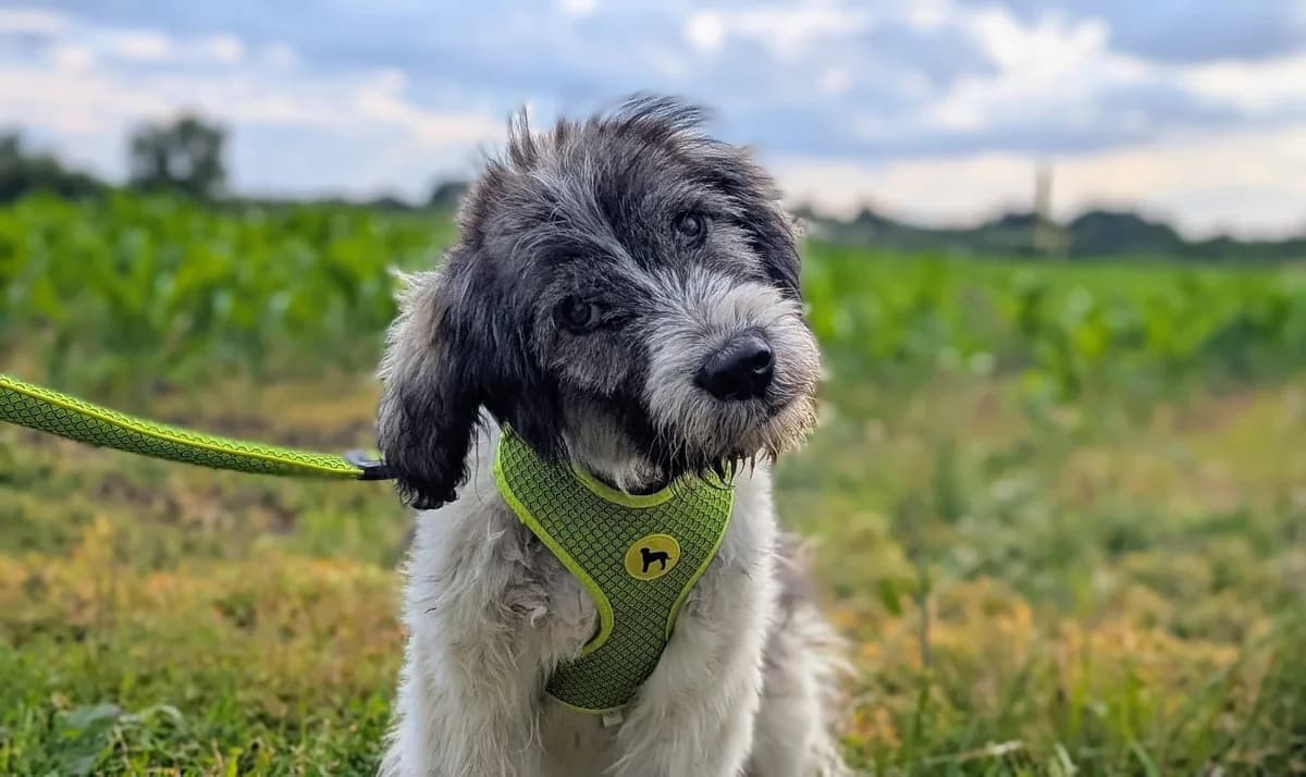 Fado, male puppy Mixed Breed for adoption at Ein Herz für Streuner e.V., München