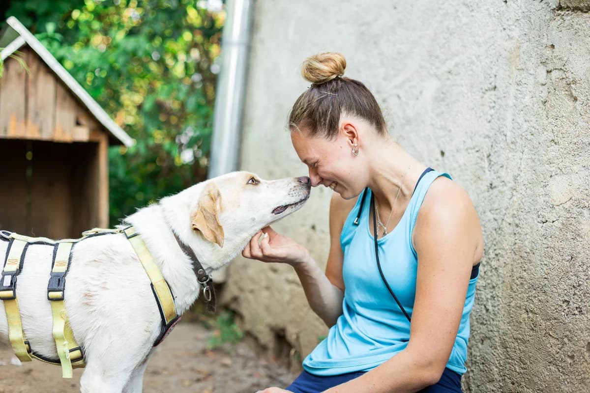 Fagus, weiß male 5yo Mixed Breed for adoption at Ein Herz für Streuner e.V., München