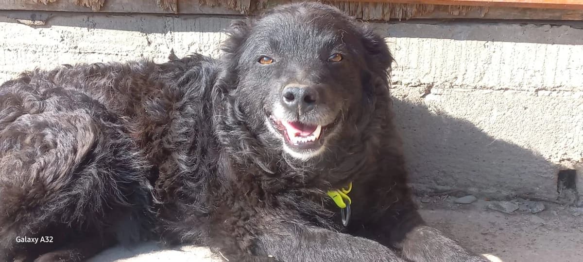 Faina, female 5yo Mixed Breed for adoption at Ein Herz für Streuner e.V., München
