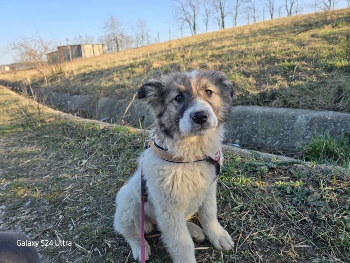 Fairytale, female puppy Mixed Breed for adoption at Ein Herz für Streuner e.V., München