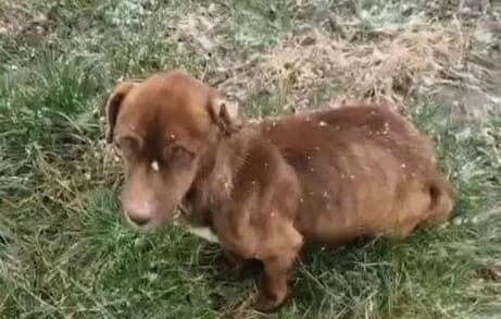 Faith, Mixed Breed for adoption at Ein Herz für Streuner e.V., München