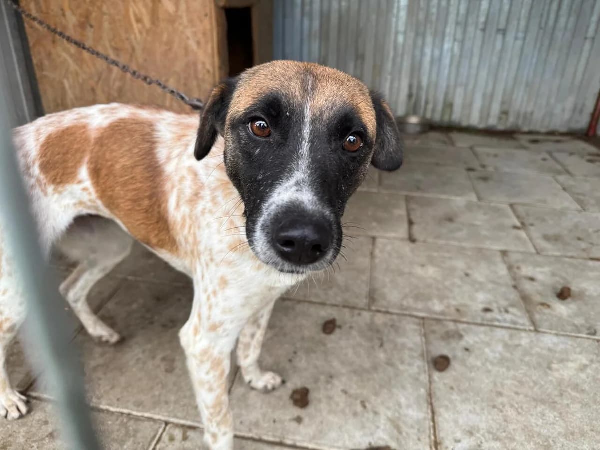 Faith, female 5yo Mixed Breed for adoption at Ein Herz für Streuner e.V., München
