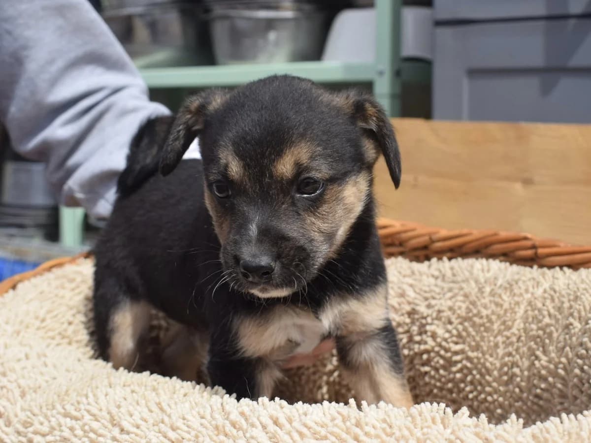 Falafel, weiß male puppy Mixed Breed for adoption at Ein Herz für Streuner e.V., München