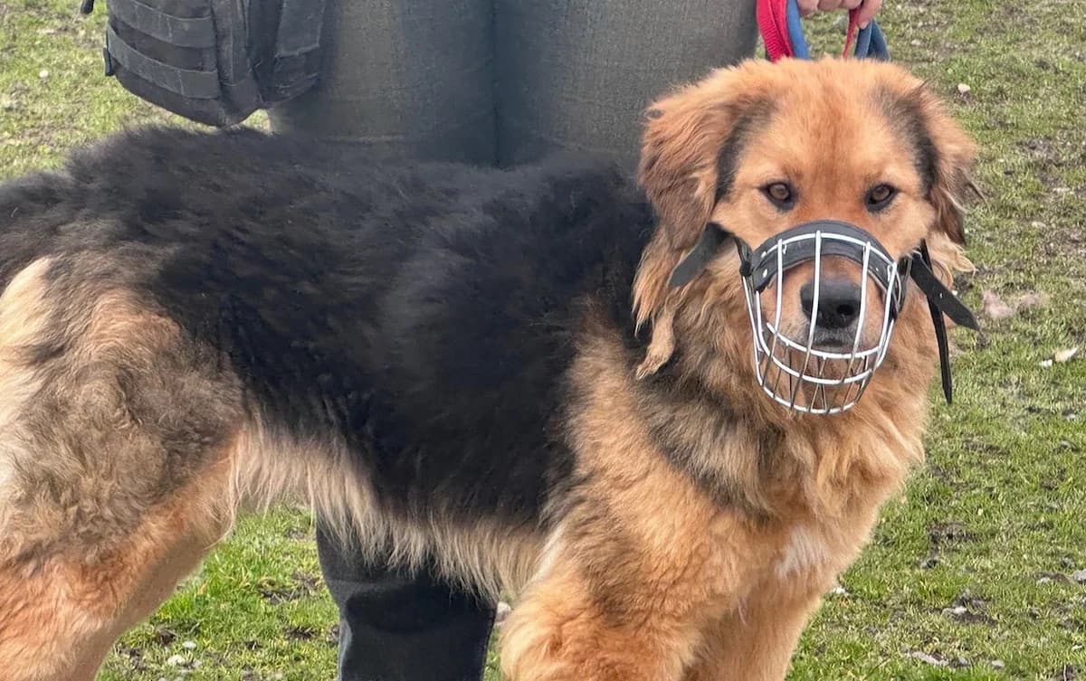Falco, schwarz male 3yo Mixed Breed for adoption at Ein Herz für Streuner e.V., München